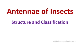 Antennae of Insects
Structure and Classification
@Bhubanananda Adhikari
 
