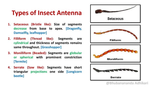 insect-antennae-ppt