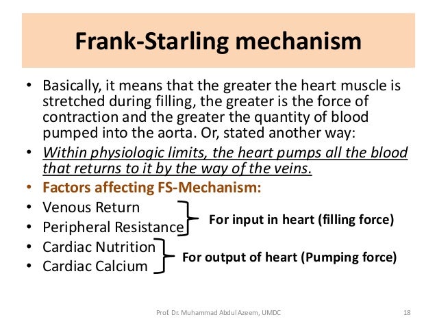 the autonomic nervous system