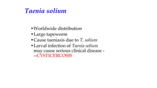 •Worldwide distribution
•Large tapeworm
•Cause taeniasis due to T. solium
•Larval infection of Taenia solium
may cause serious clinical disease -
--CYSTICERCOSIS
Taenia solium
 