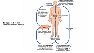 Lifecycle of T. solium
Transmission and diseases
 