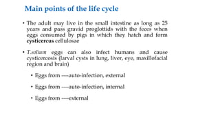Main points of the life cycle
• The adult may live in the small intestine as long as 25
years and pass gravid proglottids with the feces when
eggs consumed by pigs in which they hatch and form
cysticercus cellulosae
• T.solium eggs can also infect humans and cause
cysticercosis (larval cysts in lung, liver, eye, maxillofacial
region and brain)
• Eggs from ----auto-infection, external
• Eggs from ----auto-infection, internal
• Eggs from ----external
 