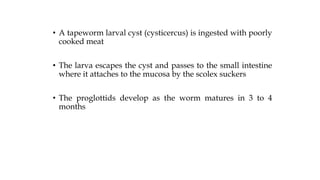 • A tapeworm larval cyst (cysticercus) is ingested with poorly
cooked meat
• The larva escapes the cyst and passes to the small intestine
where it attaches to the mucosa by the scolex suckers
• The proglottids develop as the worm matures in 3 to 4
months
 