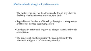 • The cysticercus stage of T. solium can be found anywhere in
the body -- subcutaneous, muscles, eye, brain
• Regardless of the tissue affected, pathological consequences
are those of a space-occupying lesion
• Cysticerci in brain tend to grow to a larger size than those in
other tissues
• The process of calcification may be accompanied by the
release of antigens -- inflammatory reaction
Metacestode stage – Cysticercosis
 