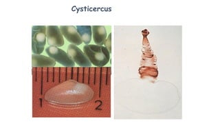 Cysticercus
 