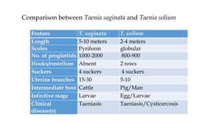 Feature T. saginata T. solium
Length 5-10 meters 2-4 meters
Scolex Pyriform globular
No. of proglottids 1000-2000 800-900
Hooks/rostellum Absent 2 rows
Suckers 4 suckers 4 suckers
Uterine branches 15-30 5-10
Intermediate host Cattle Pig/Man
Infective stage Larvae Egg/Larvae
Clinical
disease(s)
Taeniasis Taeniasis/Cysticercosis
Comparison between Taenia saginata and Taenia solium
 
