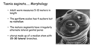 Taenia saginata….. Morphology
• Adult worm measures 5-10 meters in
length
• The pyriform scolex has 4 suckers but
no rostellum
• The mature segments have irregularly
alternate lateral genital pores
• uterus made up of a median stem with
15-30 lateral branches.
 