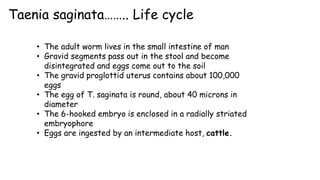 Taenia saginata…….. Life cycle
• The adult worm lives in the small intestine of man
• Gravid segments pass out in the stool and become
disintegrated and eggs come out to the soil
• The gravid proglottid uterus contains about 100,000
eggs
• The egg of T. saginata is round, about 40 microns in
diameter
• The 6-hooked embryo is enclosed in a radially striated
embryophore
• Eggs are ingested by an intermediate host, cattle.
 