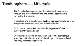 Taenia saginata…….. Life cycle
• The 6 hooked embryo escapes from its shell, penetrates
through the intestinal wall into the blood vessels and is
carried to the muscles,
•
• it develops into a larval stage, cysticercus bovis (made up of an
invaginated /inverted head and spherical body).
• Infection to man takes place by the ingestion of raw or
insufficiently cooked beef
• In the small intestine of man, the head of the cysticercus-
infective, attaches to intestinal wall, gets invaginated and
the body becomes segmented.
 