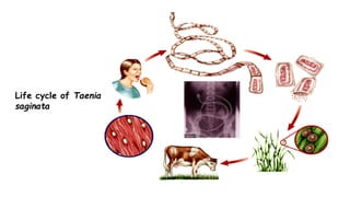 Life cycle of Taenia
saginata
 