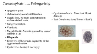 Taenia saginata…… Pathogenicity
• epigastric pain
• abdominal discomfort/Diarrhea
• weight loss/nutrient competition in
malnourished hosts
• hunger sensation
• Vomiting
• Megaloblastic Anemia (caused by loss of
vitamin B12)
• Diagnosis
• Recovery of the gravid segments or the
eggs from the stool
• Cysticercus bovis ; @ necropsy
• Cysticercus bovis : Muscle & Heart
damage
• Beef Condemnation ("Measly Beef")
 