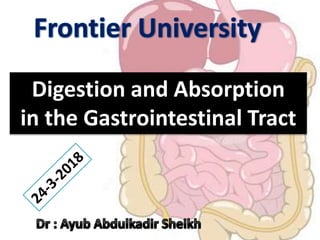 Digestion and Absorption
in the Gastrointestinal Tract
 