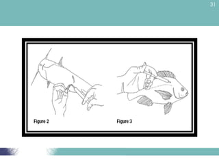 AKU3201-Fish Breeding and Reproduction Lecture Notes | PPT