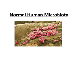 Normal Human Microbiota
 