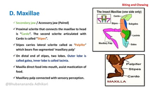 Mouth parts of Insect | PPTX
