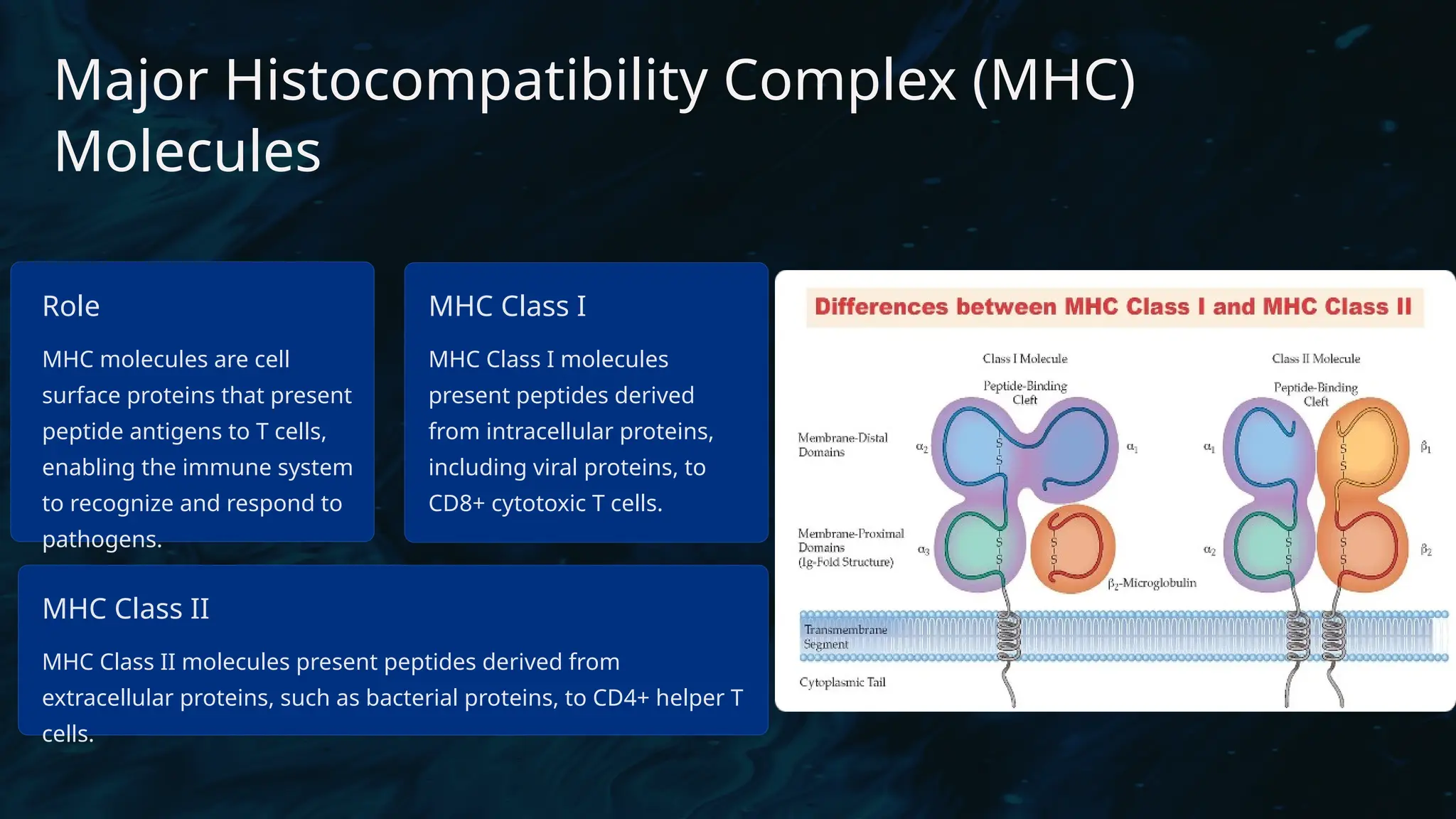 D
r. Vividha
Rauneka
Major Histocompatibility Complex (MHC)
Molecules
Role
MHC molecules are cell
surface proteins that present
peptide antigens to T cells,
enabling the immune system
to recognize and respond to
pathogens.
MHC Class I
MHC Class I molecules
present peptides derived
from intracellular proteins,
including viral proteins, to
CD8+ cytotoxic T cells.
MHC Class II
MHC Class II molecules present peptides derived from
extracellular proteins, such as bacterial proteins, to CD4+ helper T
cells.
 