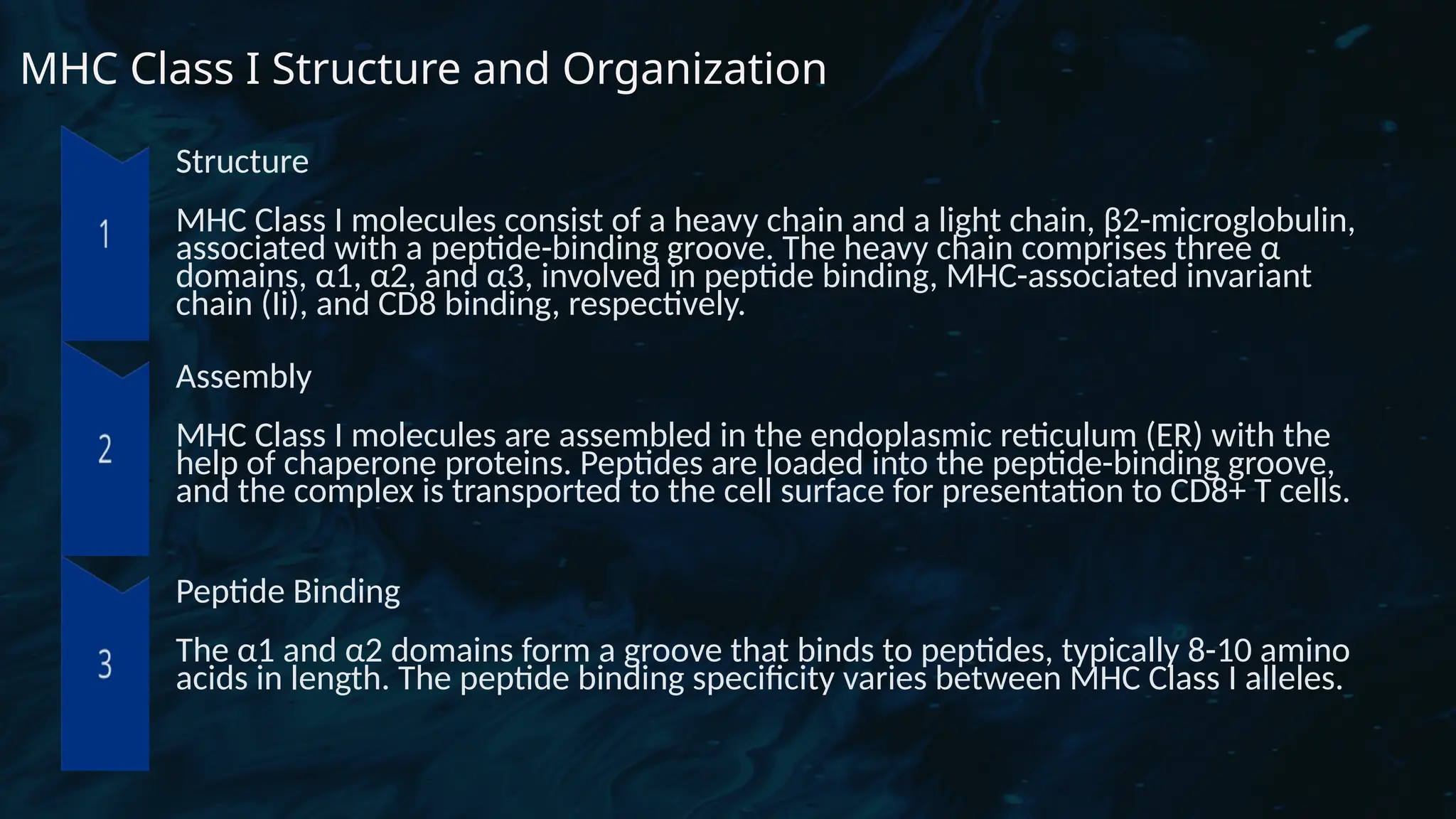 D
r. Vividha
Rauneka
MHC Class I Structure and Organization
Structure
MHC Class I molecules consist of a heavy chain and a light chain, β2-microglobulin,
associated with a peptide-binding groove. The heavy chain comprises three α
domains, α1, α2, and α3, involved in peptide binding, MHC-associated invariant
chain (Ii), and CD8 binding, respectively.
Assembly
MHC Class I molecules are assembled in the endoplasmic reticulum (ER) with the
help of chaperone proteins. Peptides are loaded into the peptide-binding groove,
and the complex is transported to the cell surface for presentation to CD8+ T cells.
Peptide Binding
The α1 and α2 domains form a groove that binds to peptides, typically 8-10 amino
acids in length. The peptide binding specificity varies between MHC Class I alleles.
 