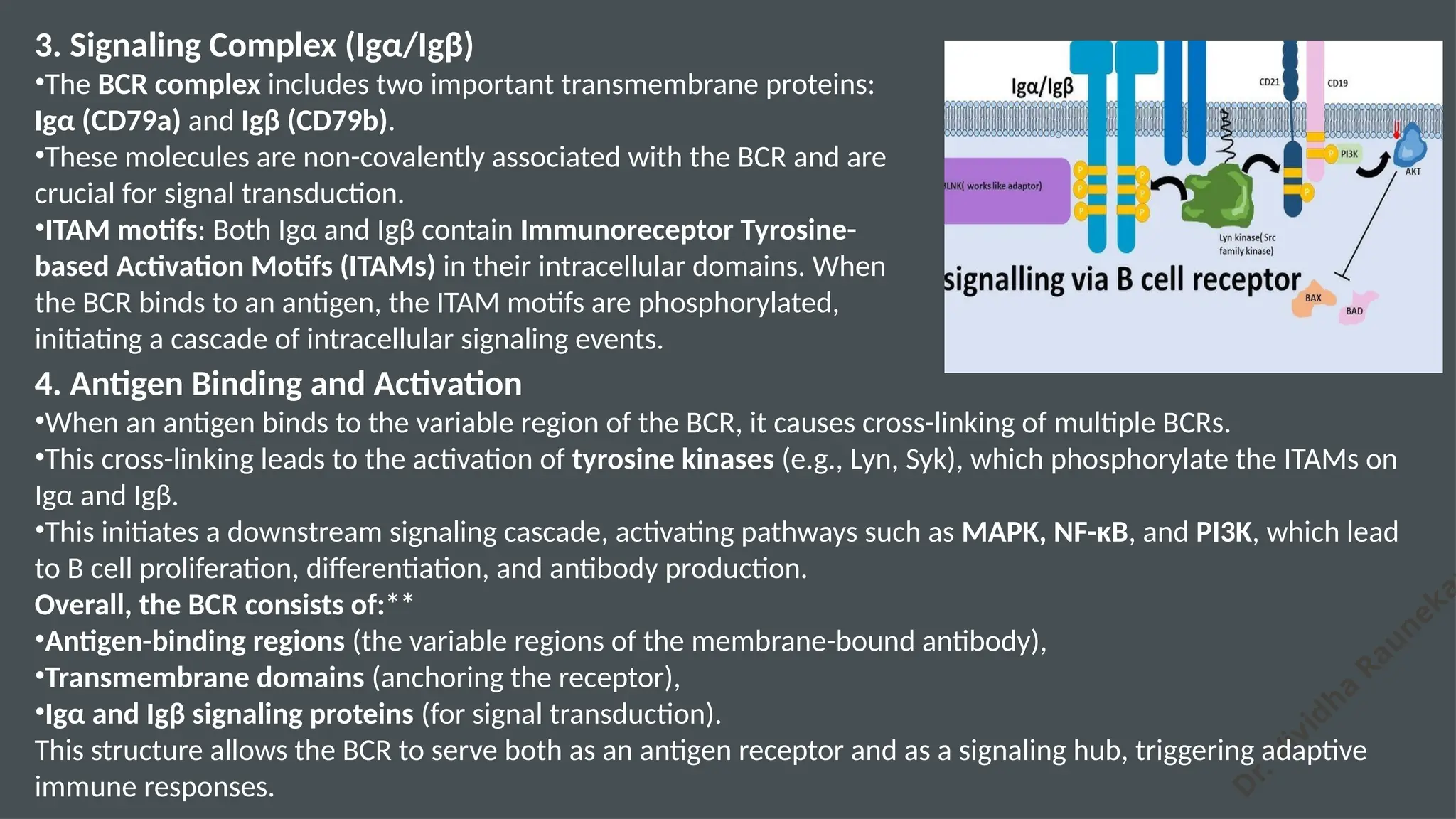 D
r. Vividha
Rauneka
3. Signaling Complex (Igα/Igβ)
•The BCR complex includes two important transmembrane proteins:
Igα (CD79a) and Igβ (CD79b).
•These molecules are non-covalently associated with the BCR and are
crucial for signal transduction.
•ITAM motifs: Both Igα and Igβ contain Immunoreceptor Tyrosine-
based Activation Motifs (ITAMs) in their intracellular domains. When
the BCR binds to an antigen, the ITAM motifs are phosphorylated,
initiating a cascade of intracellular signaling events.
4. Antigen Binding and Activation
•When an antigen binds to the variable region of the BCR, it causes cross-linking of multiple BCRs.
•This cross-linking leads to the activation of tyrosine kinases (e.g., Lyn, Syk), which phosphorylate the ITAMs on
Igα and Igβ.
•This initiates a downstream signaling cascade, activating pathways such as MAPK, NF-κB, and PI3K, which lead
to B cell proliferation, differentiation, and antibody production.
Overall, the BCR consists of:**
•Antigen-binding regions (the variable regions of the membrane-bound antibody),
•Transmembrane domains (anchoring the receptor),
•Igα and Igβ signaling proteins (for signal transduction).
This structure allows the BCR to serve both as an antigen receptor and as a signaling hub, triggering adaptive
immune responses.
 