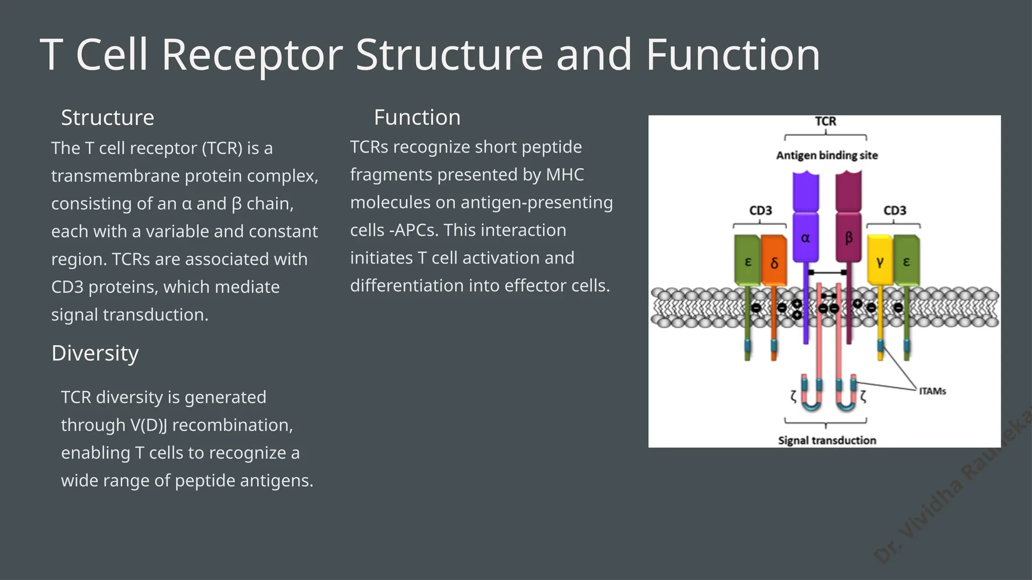 D
r. Vividha
Rauneka
T Cell Receptor Structure and Function
Structure
The T cell receptor (TCR) is a
transmembrane protein complex,
consisting of an α and β chain,
each with a variable and constant
region. TCRs are associated with
CD3 proteins, which mediate
signal transduction.
Function
TCRs recognize short peptide
fragments presented by MHC
molecules on antigen-presenting
cells -APCs. This interaction
initiates T cell activation and
differentiation into effector cells.
Diversity
TCR diversity is generated
through V(D)J recombination,
enabling T cells to recognize a
wide range of peptide antigens.
 