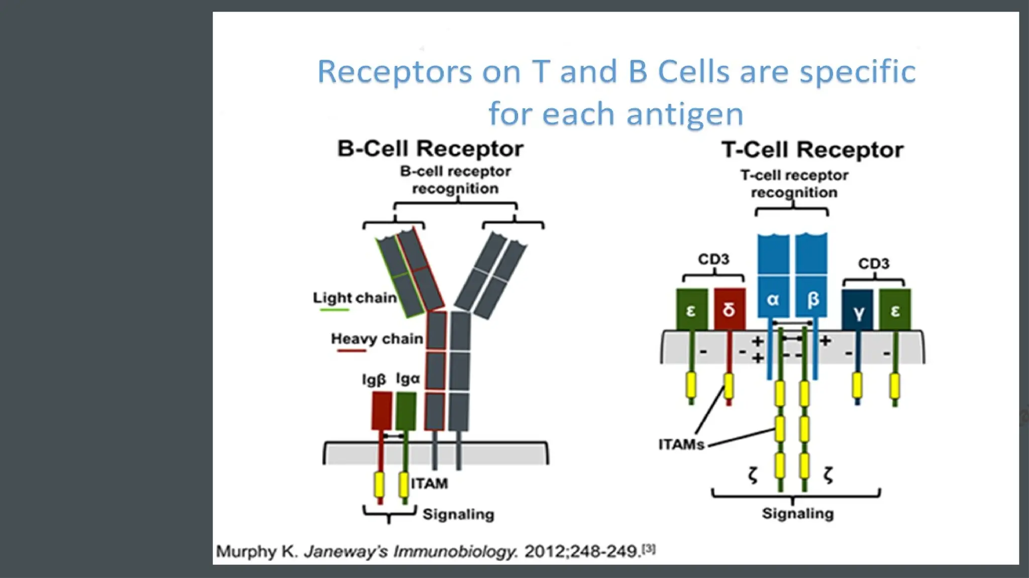 D
r. Vividha
Rauneka
 