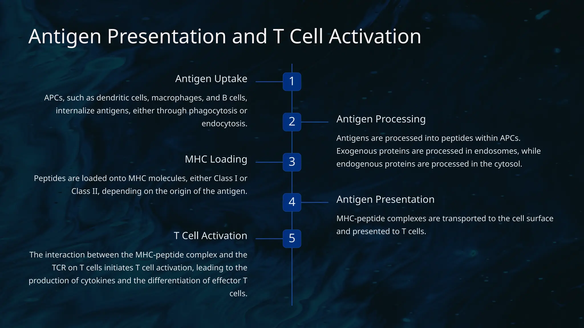 D
r. Vividha
Rauneka
Antigen Presentation and T Cell Activation
1
Antigen Uptake
APCs, such as dendritic cells, macrophages, and B cells,
internalize antigens, either through phagocytosis or
endocytosis. 2 Antigen Processing
Antigens are processed into peptides within APCs.
Exogenous proteins are processed in endosomes, while
endogenous proteins are processed in the cytosol.
3
MHC Loading
Peptides are loaded onto MHC molecules, either Class I or
Class II, depending on the origin of the antigen.
4 Antigen Presentation
MHC-peptide complexes are transported to the cell surface
and presented to T cells.
5
T Cell Activation
The interaction between the MHC-peptide complex and the
TCR on T cells initiates T cell activation, leading to the
production of cytokines and the differentiation of effector T
cells.
 