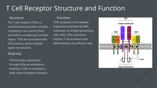 B cell and T cell receptors: structure and function | PPTX