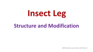 Insect Leg
Structure and Modification
@Bhubanananda Adhikari
 