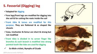 Adapted for digging
Fore legs/front legs are modified for digging into
the soil & for cutting the roots inside the soil
Front tibia & tarsus are modified for this
purpose. They are flattened & as shaped like
shovels
Coxa, trochanter & femur are short & strong but
not modified
Front tibia is divided in to server finger like
branches & each branch is modified into strong
pointed tooth like lobe are used for digging
 Ex-Mole cricket, Nymphs of Cicade
@Bhubanananda Adhikari
5. Fossorial (Digging) leg
 