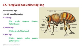 Corbiculate legs
Ex- All legs of honeybee
Fore legs
(Eye brush, Antenna cleaner,
Pollen brush)
Middle legs
(Pollen brush, Tibial spur)
Hind legs
(Pollen basket, pollen packer,
pollen comb)
@Bhubanananda Adhikari
12. Foragial (Food collecting) leg
 