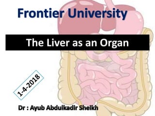 The Liver as an Organ
 