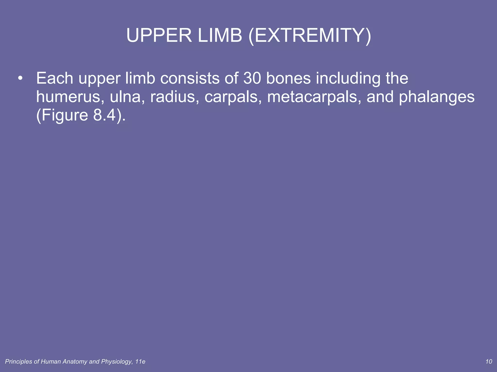UPPER LIMB (EXTREMITY) Each upper limb consists of 30 bones including the humerus, ulna, radius, carpals, metacarpals, and phalanges (Figure 8.4). 