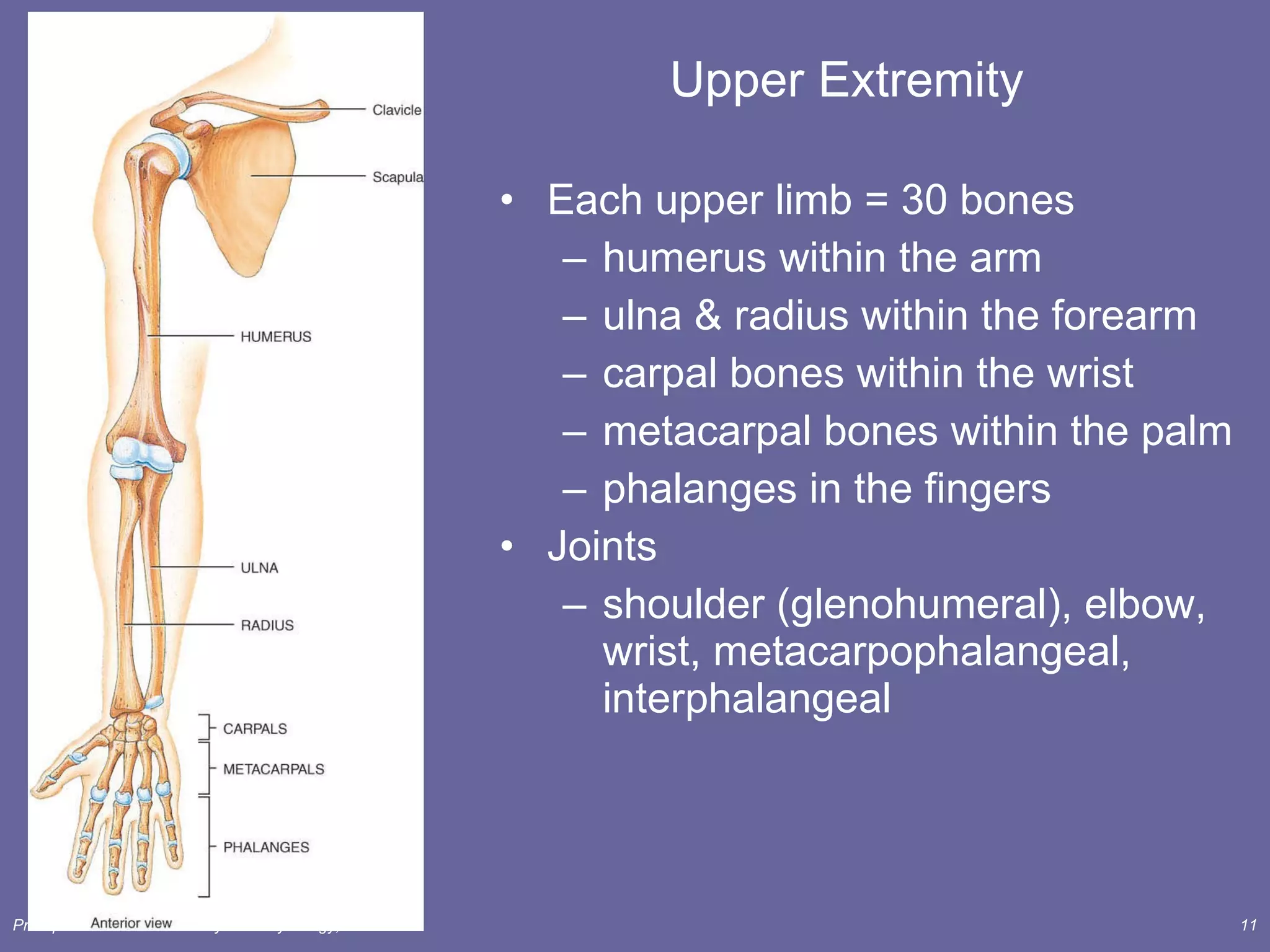 Upper Extremity Each upper limb = 30 bones humerus within the arm ulna & radius within the forearm carpal bones within the wrist metacarpal bones within the palm phalanges in the fingers Joints  shoulder (glenohumeral), elbow, wrist, metacarpophalangeal, interphalangeal 