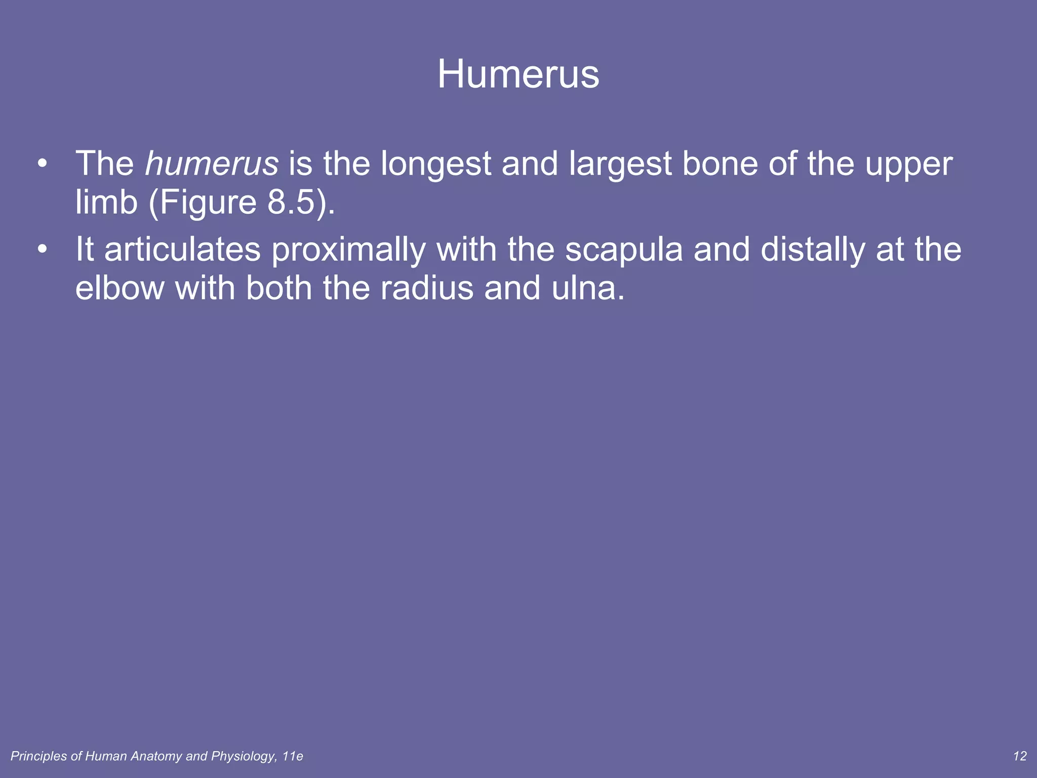 Humerus The  humerus  is the longest and largest bone of the upper limb (Figure 8.5). It articulates proximally with the scapula and distally at the elbow with both the radius and ulna. 