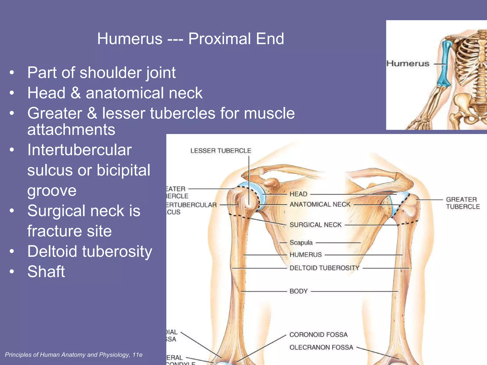 Humerus --- Proximal End Part of shoulder joint Head & anatomical neck  Greater & lesser tubercles for muscle attachments Intertubercular  sulcus or bicipital groove Surgical neck is fracture site Deltoid tuberosity Shaft 