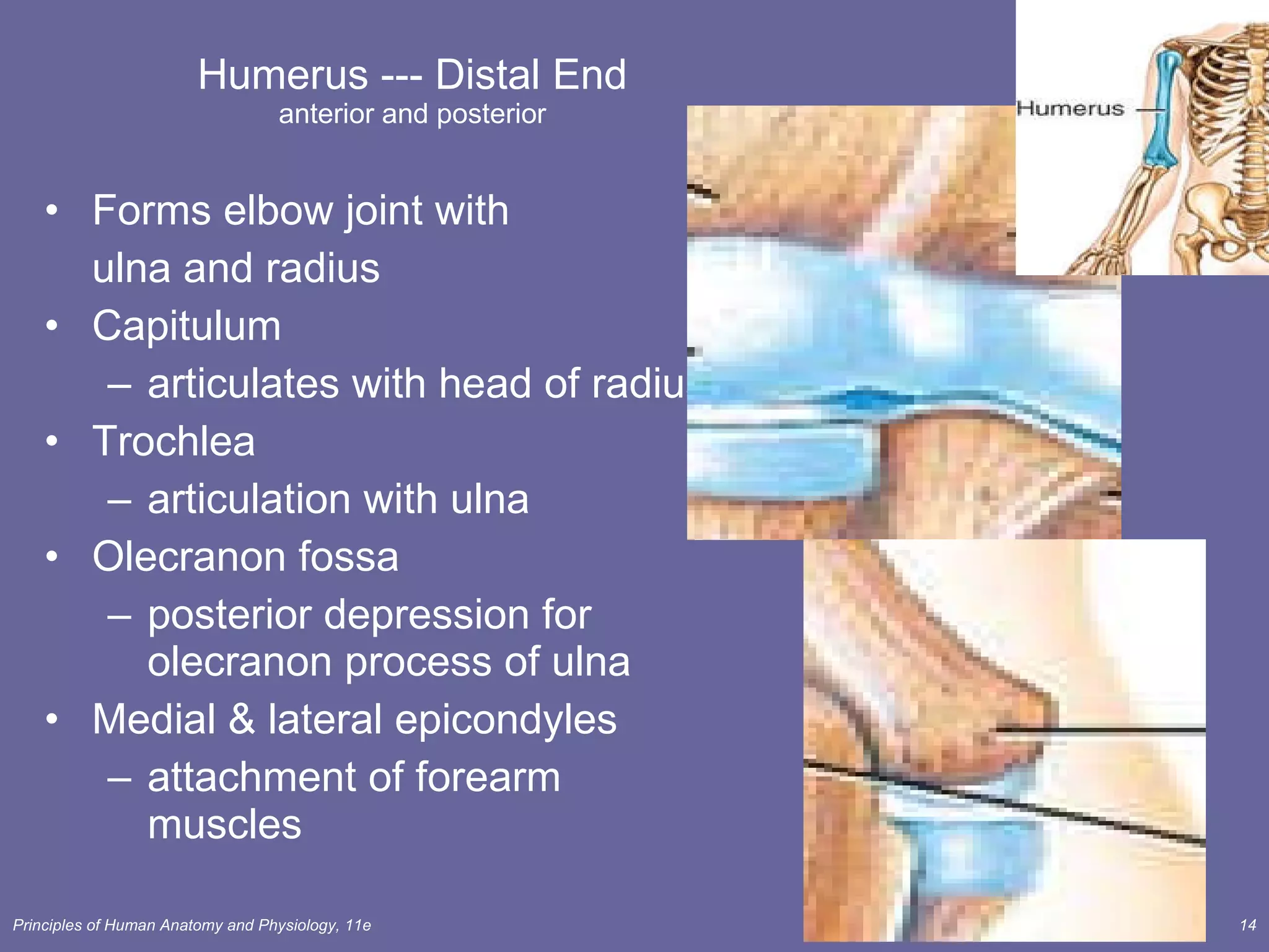Humerus --- Distal End anterior and posterior Forms elbow joint with ulna and radius Capitulum  articulates with head of radius Trochlea articulation with ulna Olecranon fossa posterior depression for olecranon process of ulna  Medial & lateral epicondyles attachment of forearm muscles  