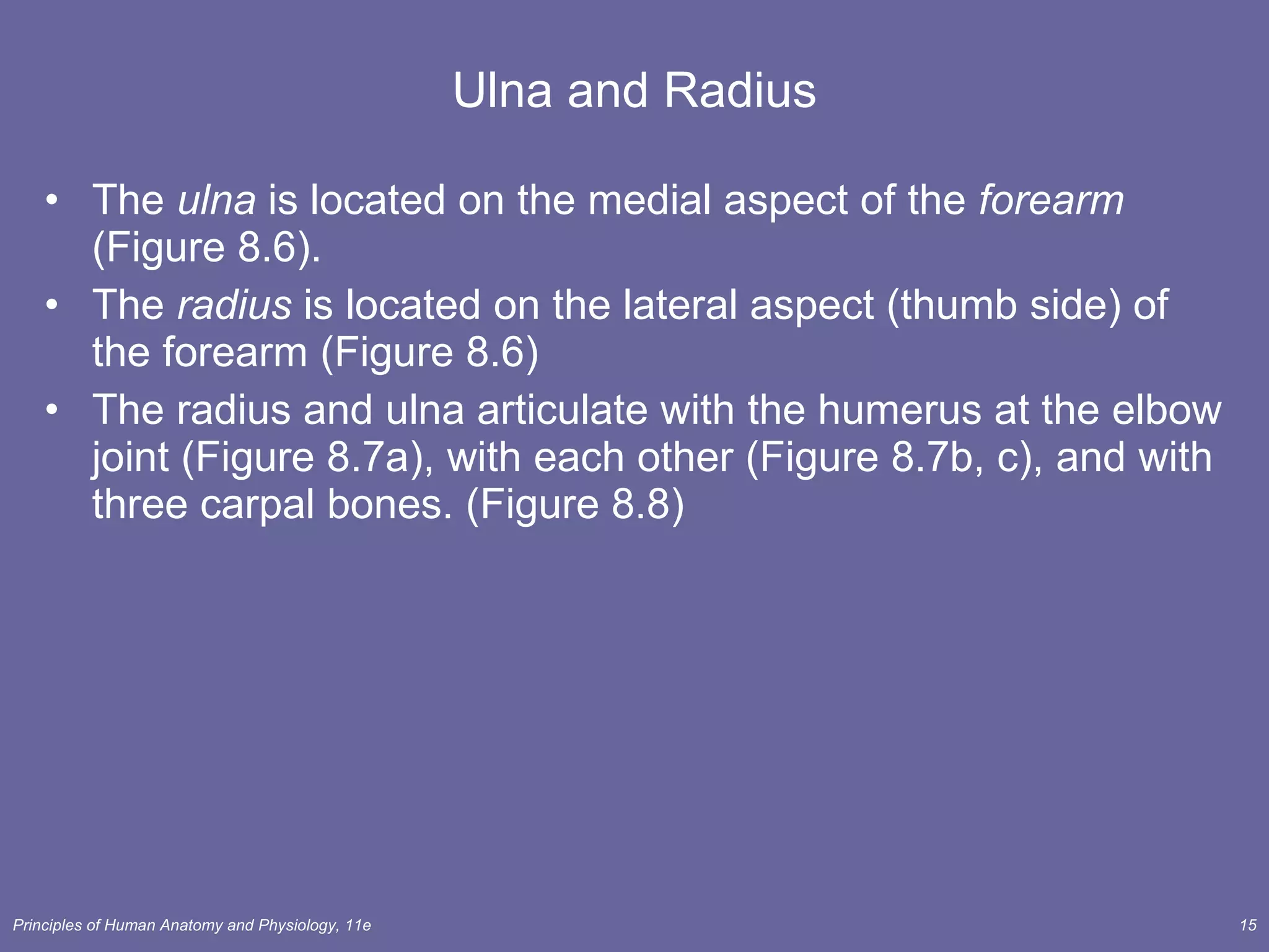 Ulna and Radius The  ulna  is located on the medial aspect of the  forearm  (Figure 8.6). The  radius  is located on the lateral aspect (thumb side) of the forearm (Figure 8.6) The radius and ulna articulate with the humerus at the elbow joint (Figure 8.7a), with each other (Figure 8.7b, c), and with three carpal bones. (Figure 8.8) 