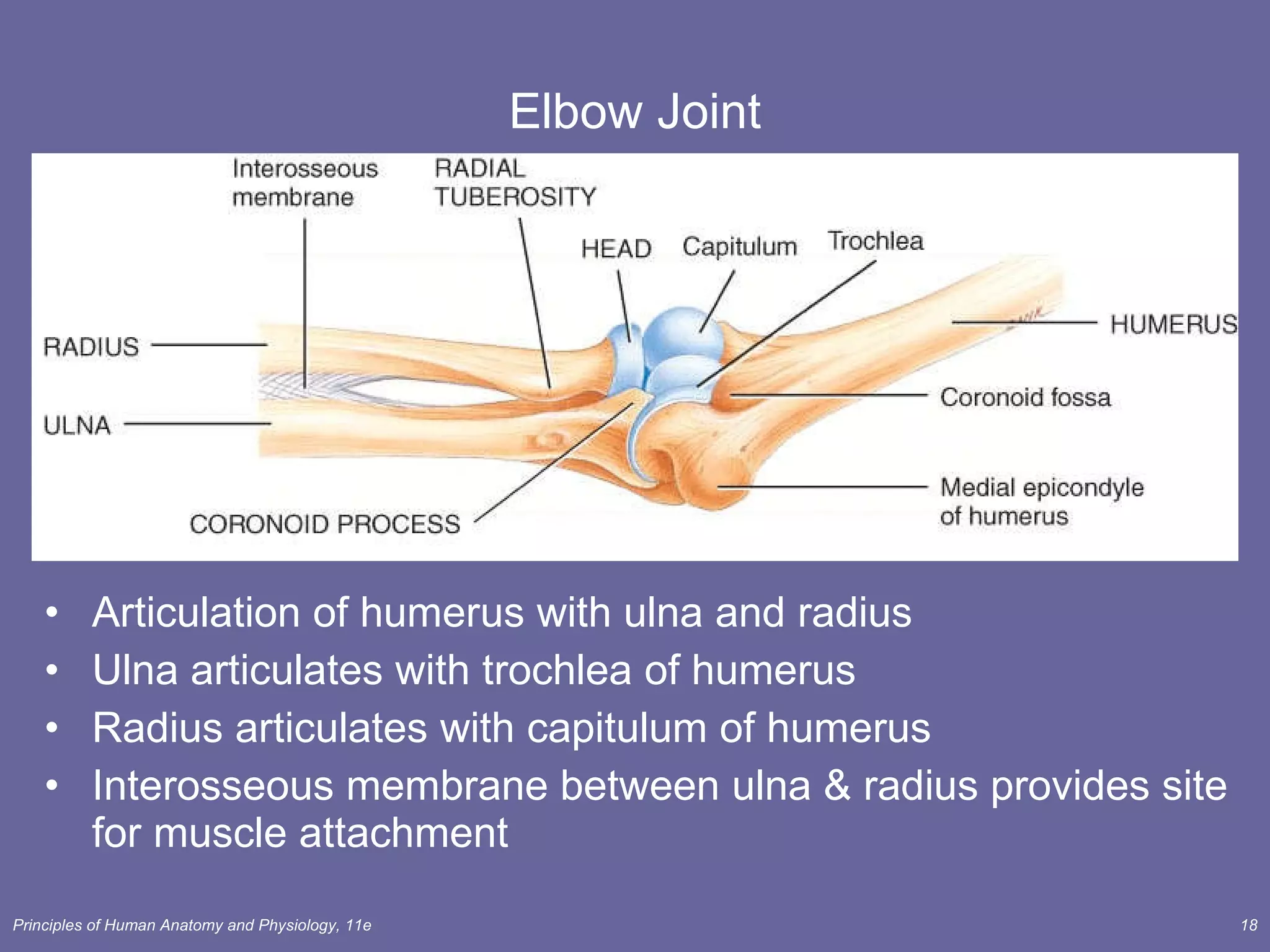 Elbow Joint Articulation of humerus with ulna and radius Ulna articulates with trochlea of humerus Radius articulates with capitulum of humerus Interosseous membrane between ulna & radius provides site for muscle attachment 