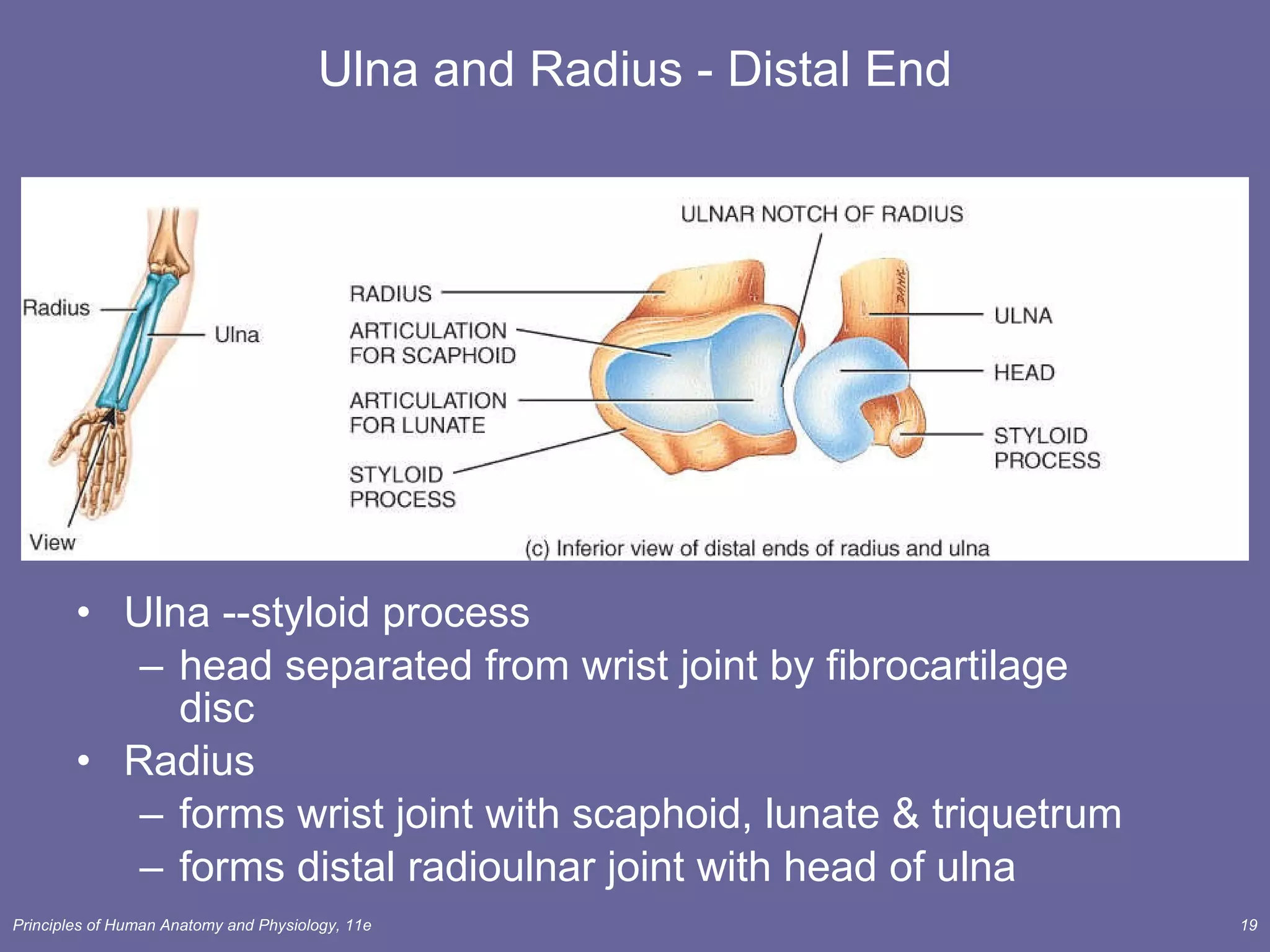 Ulna and Radius - Distal End Ulna --styloid process head separated from wrist joint by fibrocartilage disc Radius  forms wrist joint with scaphoid, lunate & triquetrum forms distal radioulnar joint with head of ulna 