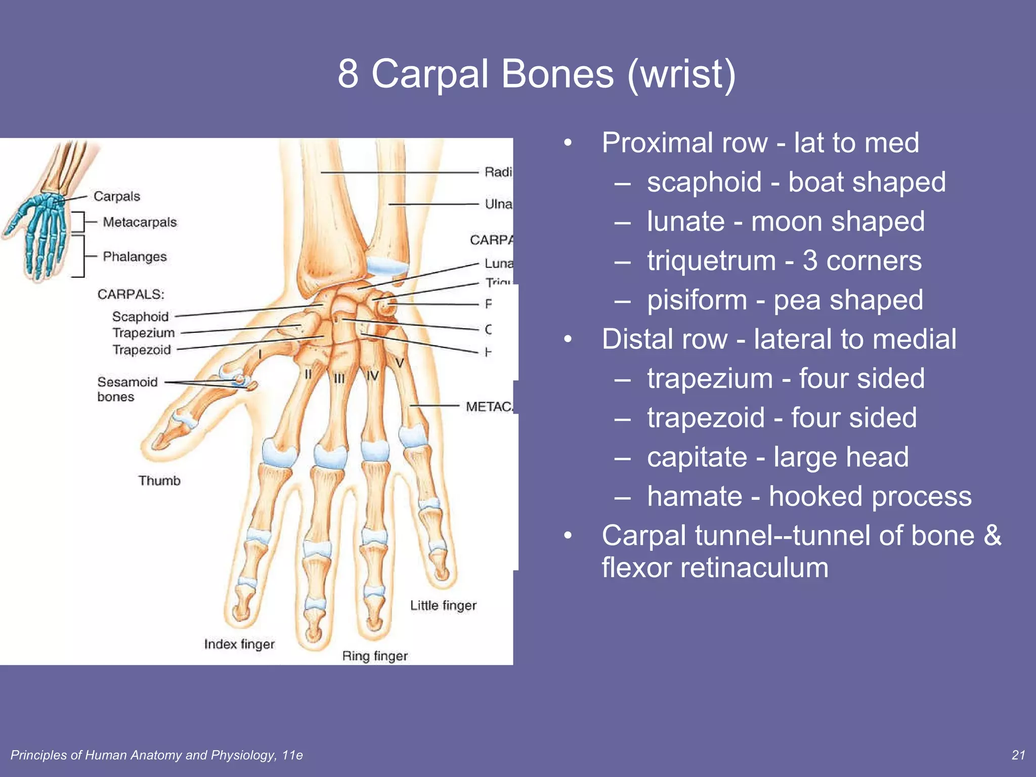 8 Carpal Bones (wrist) Proximal row - lat to med scaphoid - boat shaped lunate - moon shaped triquetrum - 3 corners pisiform - pea shaped Distal row - lateral to medial trapezium - four sided trapezoid - four sided capitate - large head hamate - hooked process Carpal tunnel--tunnel of bone & flexor retinaculum 