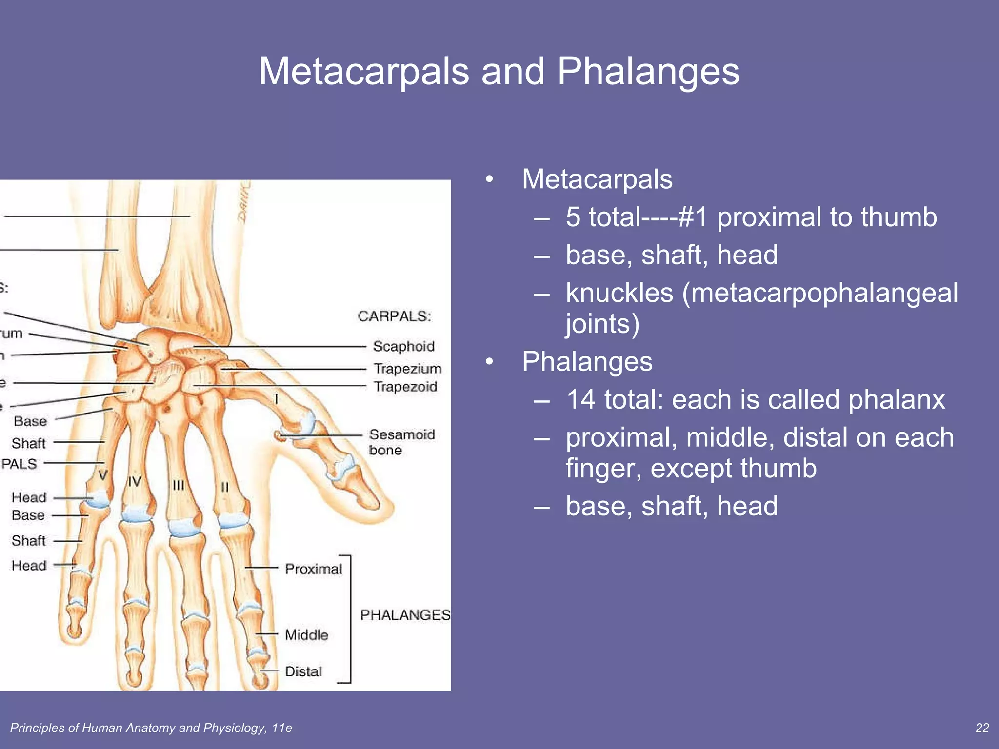 Metacarpals and Phalanges Metacarpals 5 total----#1 proximal to thumb base, shaft, head knuckles (metacarpophalangeal joints) Phalanges 14 total: each is called phalanx proximal, middle, distal on each finger, except thumb base, shaft, head 