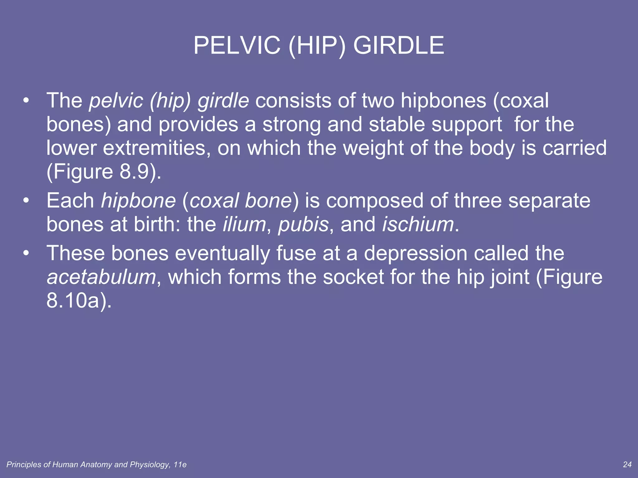 PELVIC (HIP) GIRDLE The  pelvic (hip) girdle  consists of two hipbones (coxal bones) and provides a strong and stable support  for the lower extremities, on which the weight of the body is carried (Figure 8.9). Each  hipbone  ( coxal bone ) is composed of three separate bones at birth: the  ilium ,  pubis , and  ischium . These bones eventually fuse at a depression called the  acetabulum , which forms the socket for the hip joint (Figure 8.10a). 