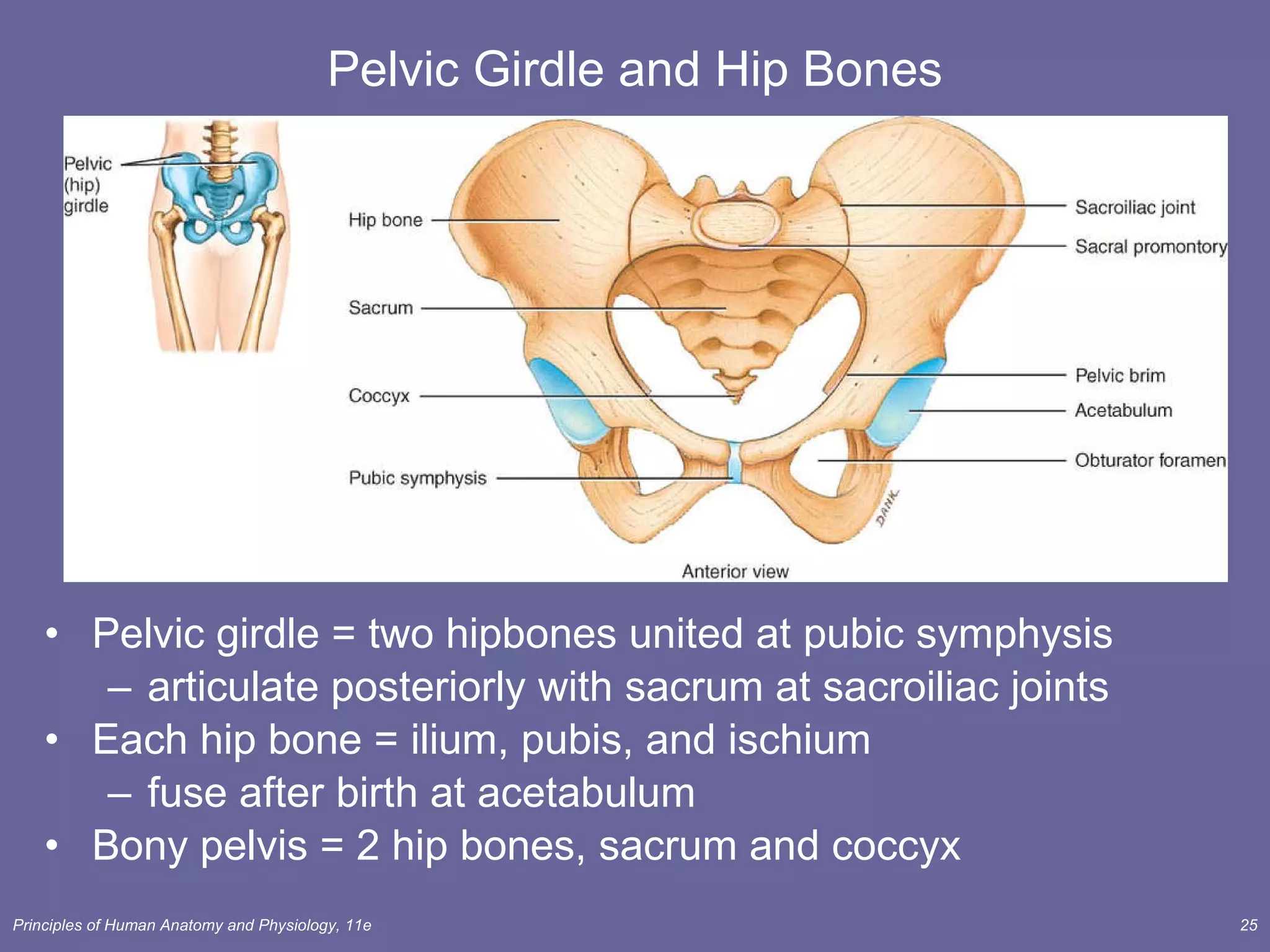 Pelvic Girdle and Hip Bones Pelvic girdle = two hipbones united at pubic symphysis articulate posteriorly with sacrum at sacroiliac joints Each hip bone = ilium, pubis, and ischium fuse after birth at acetabulum Bony pelvis = 2 hip bones, sacrum and coccyx 