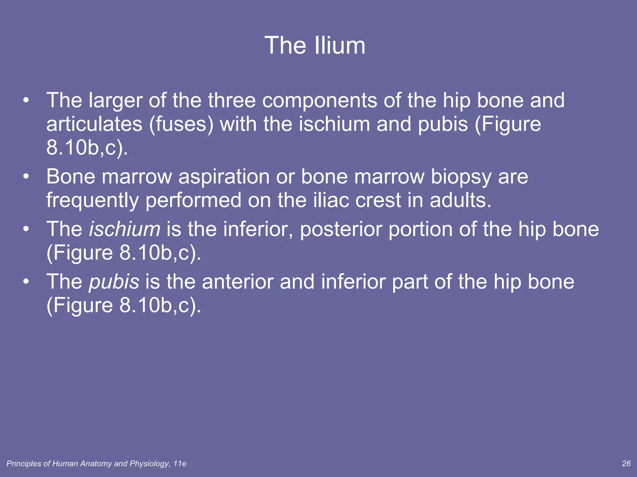 The Ilium  The larger of the three components of the hip bone and articulates (fuses) with the ischium and pubis (Figure 8.10b,c). Bone marrow aspiration or bone marrow biopsy are frequently performed on the iliac crest in adults. The  ischium  is the inferior, posterior portion of the hip bone (Figure 8.10b,c). The  pubis  is the anterior and inferior part of the hip bone (Figure 8.10b,c). 