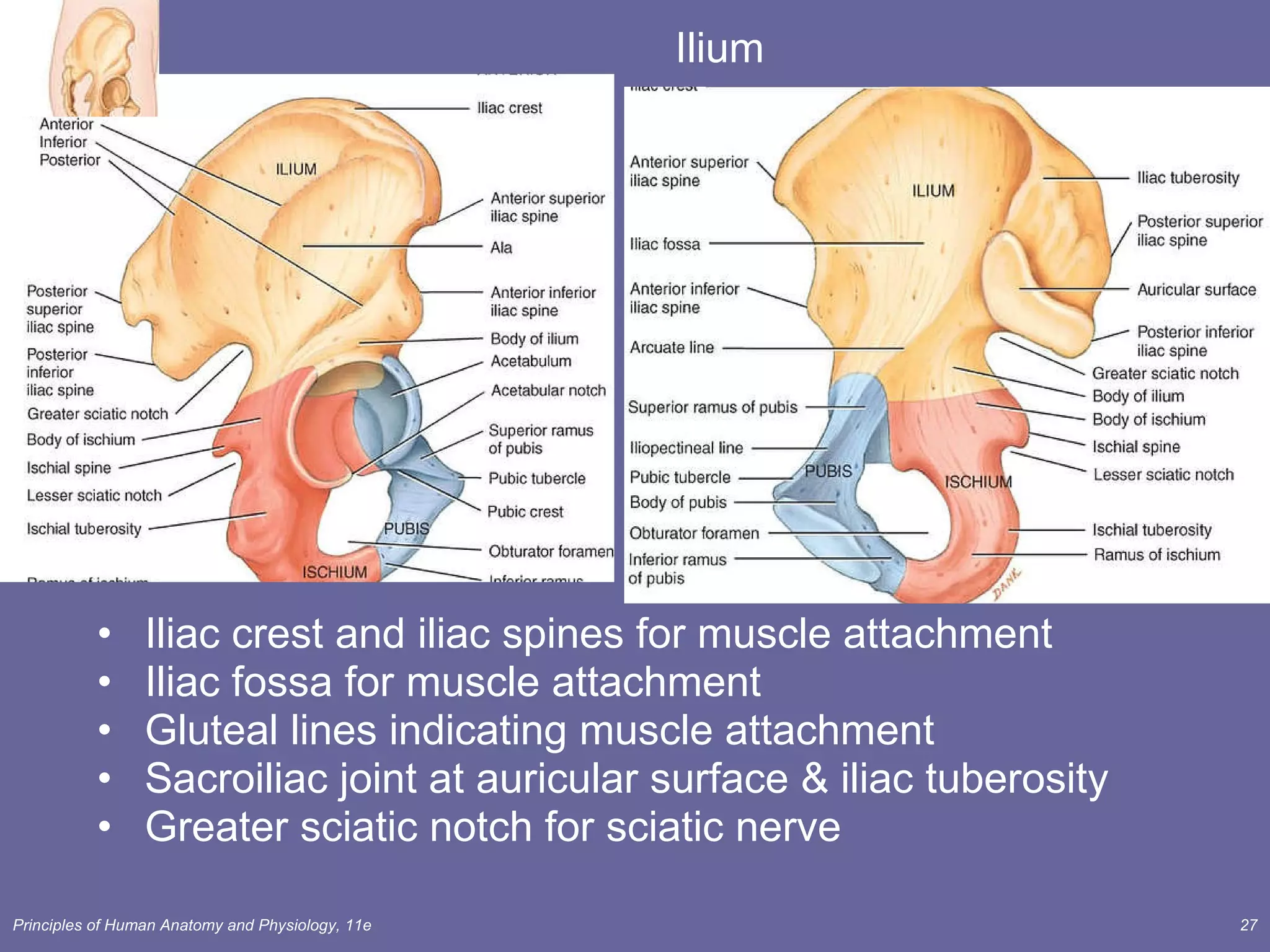 Ilium Iliac crest and iliac spines for muscle attachment Iliac fossa for muscle attachment Gluteal lines indicating muscle attachment Sacroiliac joint at auricular surface & iliac tuberosity Greater sciatic notch for sciatic nerve 