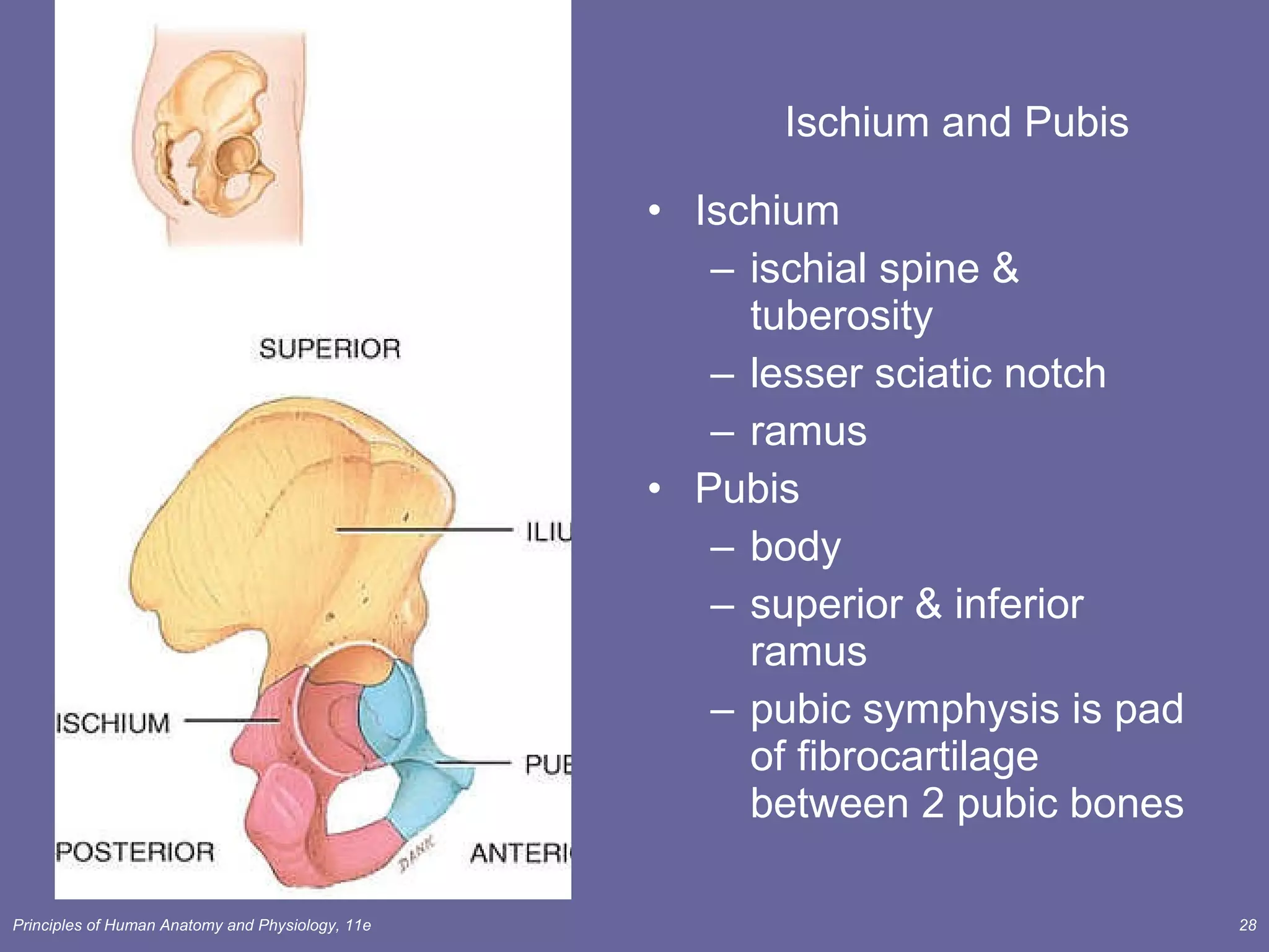 Ischium and Pubis Ischium ischial spine & tuberosity lesser sciatic notch ramus Pubis body superior & inferior ramus pubic symphysis is pad of fibrocartilage between 2 pubic bones 