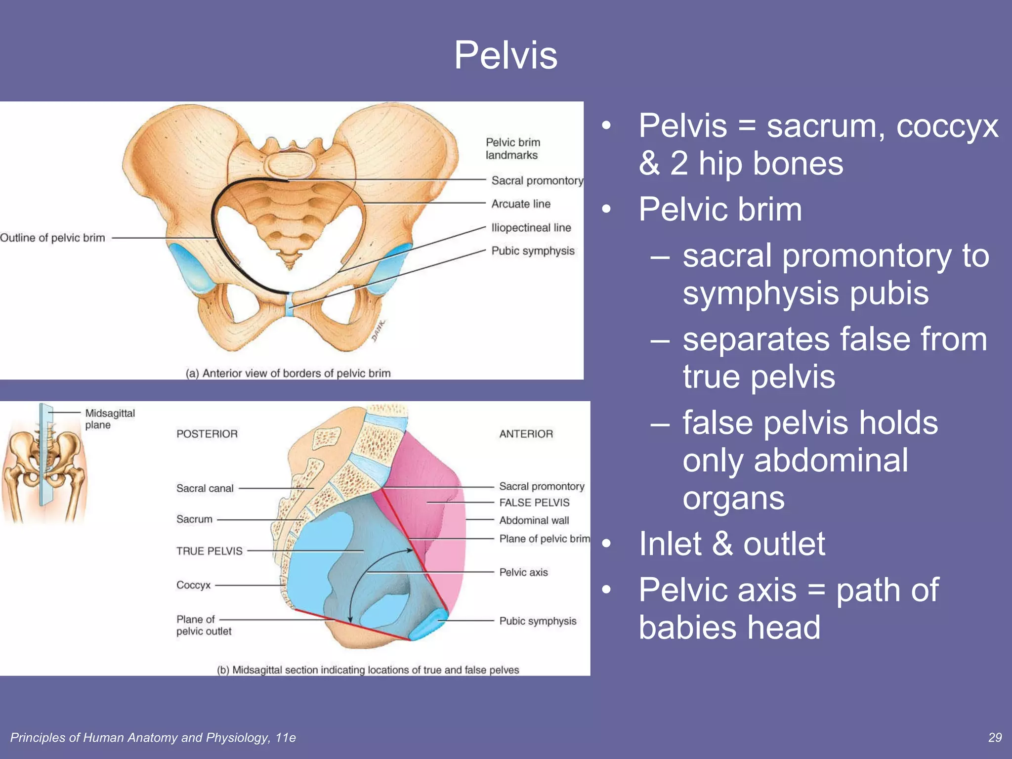 Pelvis Pelvis = sacrum, coccyx & 2 hip bones Pelvic brim sacral promontory to symphysis pubis separates false from true pelvis false pelvis holds only abdominal organs Inlet & outlet Pelvic axis = path of babies head  