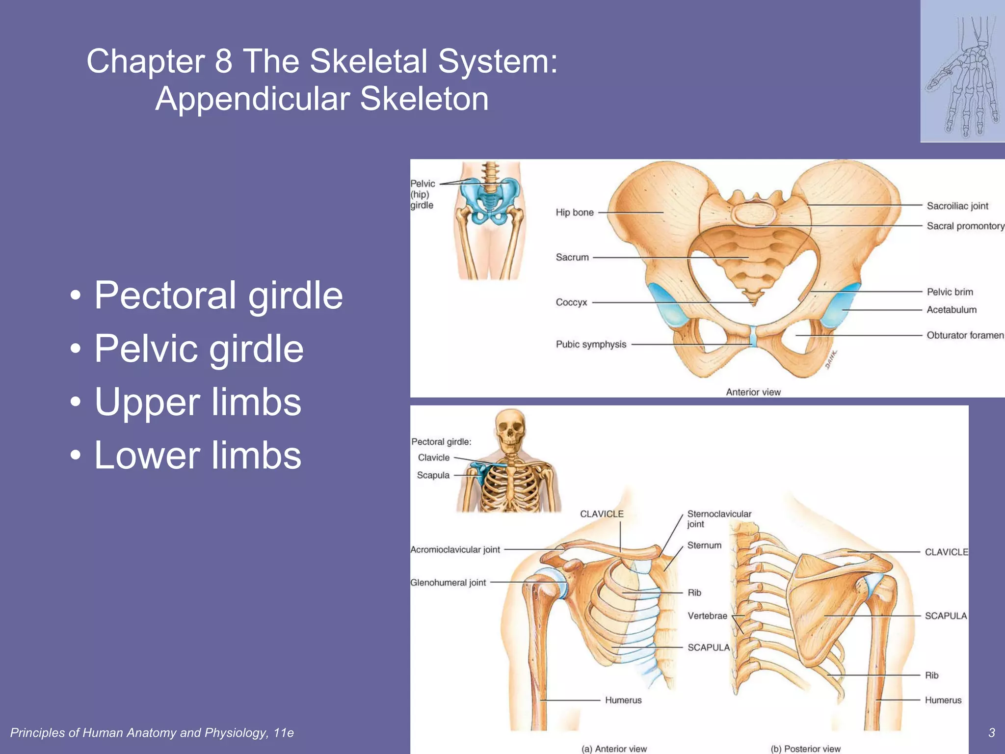 Chapter 8 The Skeletal System: Appendicular Skeleton Pectoral girdle Pelvic girdle  Upper limbs Lower limbs 