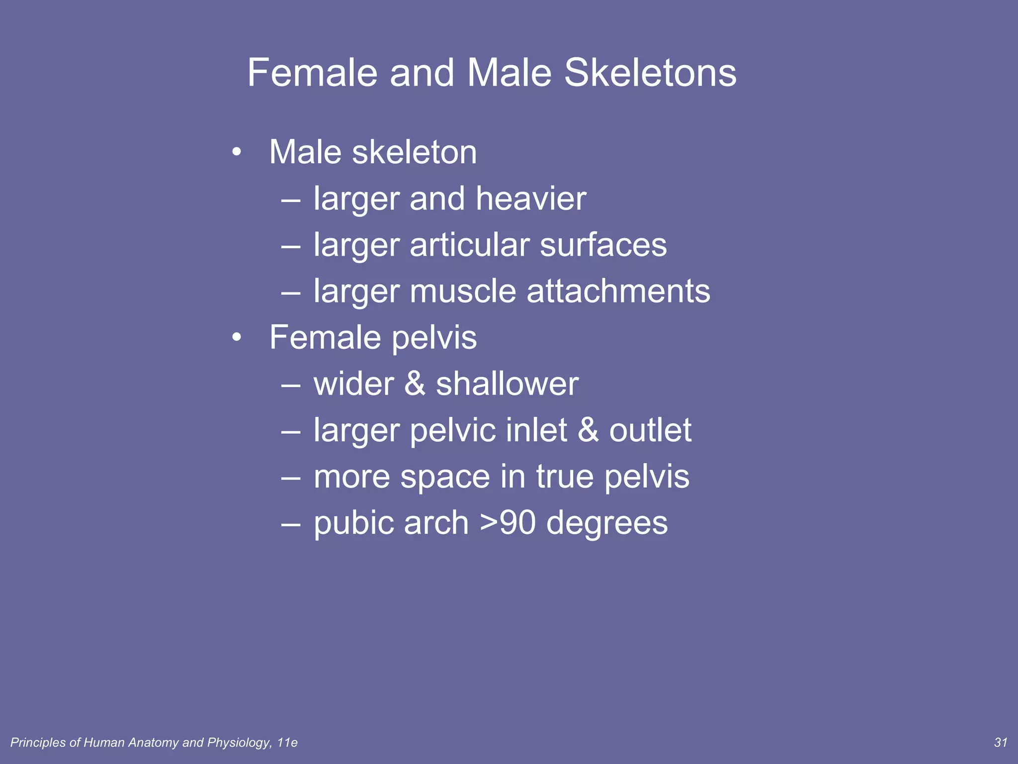 Female and Male Skeletons Male skeleton larger and heavier larger articular surfaces larger muscle attachments Female pelvis wider & shallower larger pelvic inlet & outlet more space in true pelvis pubic arch >90 degrees 