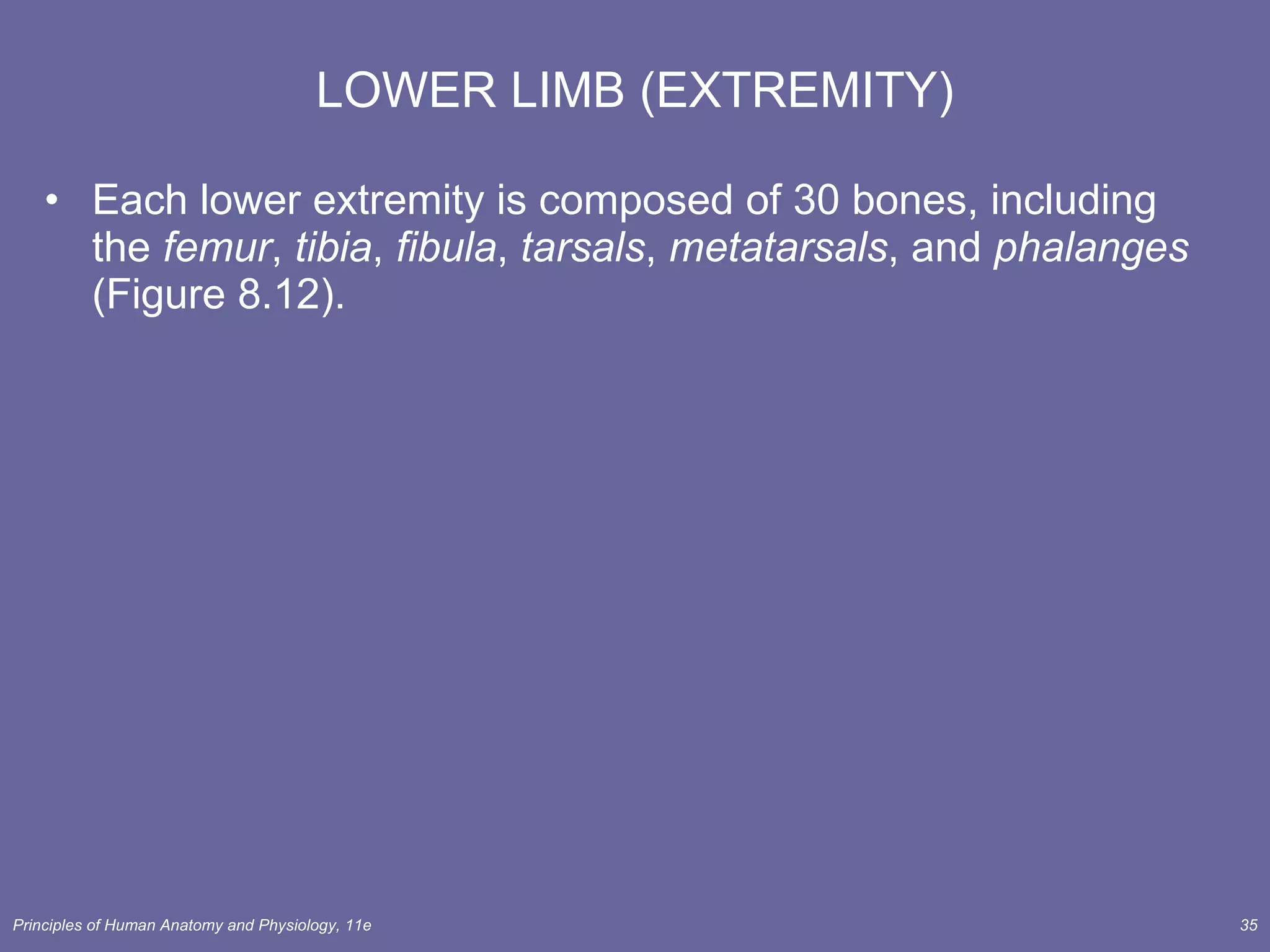 LOWER LIMB (EXTREMITY) Each lower extremity is composed of 30 bones, including the  femur ,  tibia ,  fibula ,  tarsals ,  metatarsals , and  phalanges  (Figure 8.12). 