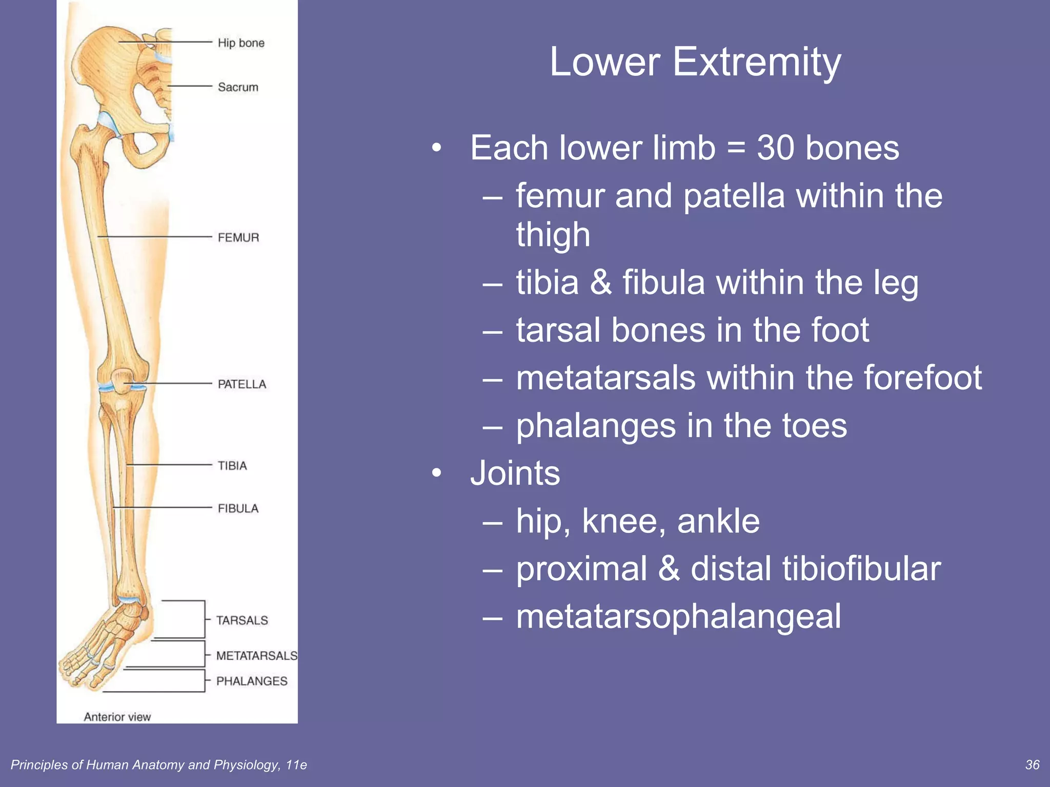 Lower Extremity Each lower limb = 30 bones femur and patella within the thigh tibia & fibula within the leg tarsal bones in the foot metatarsals within the forefoot phalanges in the toes Joints  hip, knee, ankle  proximal & distal tibiofibular metatarsophalangeal 